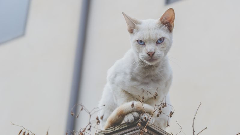 Is your cat a nasty cat?